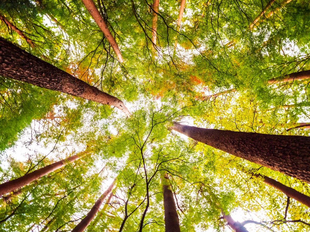 Vue de la canopée d'une forêt luxuriante avec de grands arbres s'élançant vers le ciel, symbolisant peut-être l'engagement de Transports Toussaint envers la nature et la durabilité.